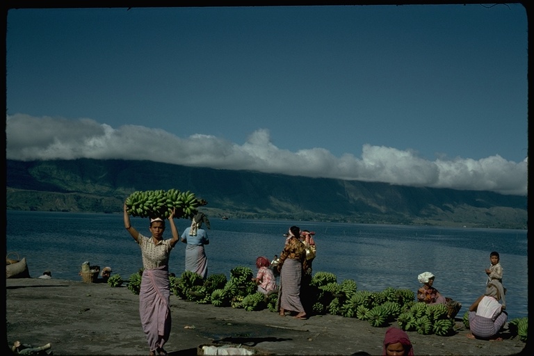 Bunches of bananas waiting to be picked up, Parapat, Lake Toba, Sumatra, Indonesia Bunches of bananas waiting to be picked up, Parapat, Lake Toba, Sumatra, Indonesia