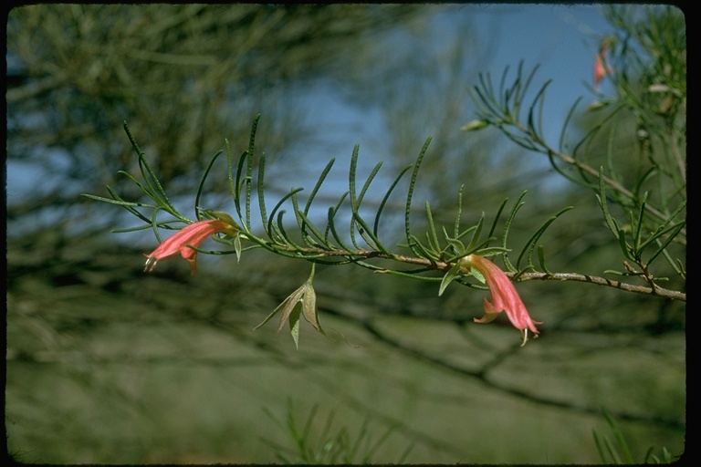 Eremophila longifolia