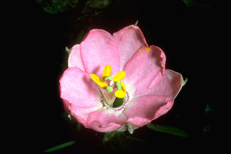 Passiflora tripartita var. mollissima