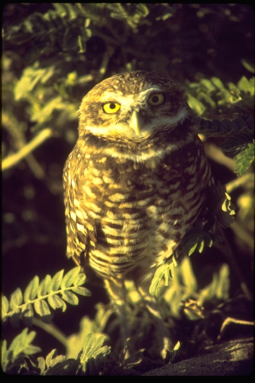 Athene cunicularia Athene cunicularia