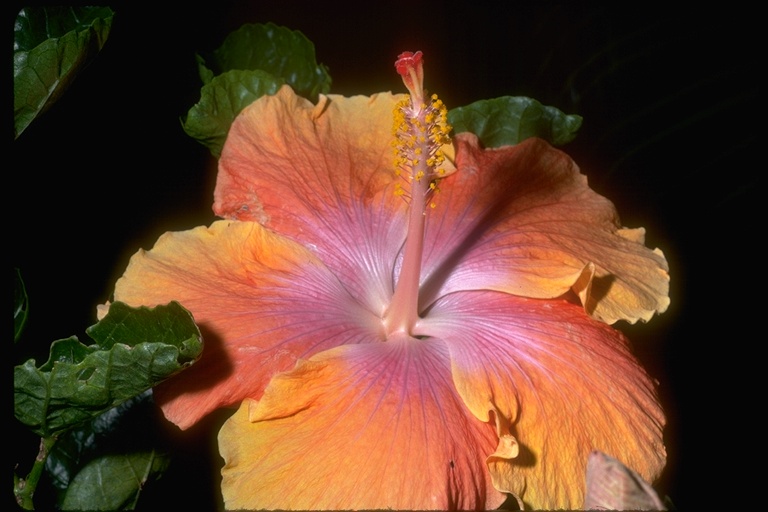 Hibiscus sp.