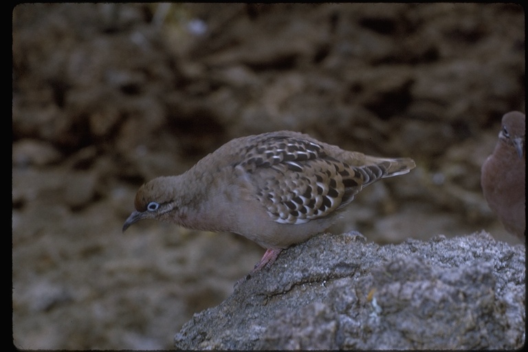 Zenaida galapagoensis