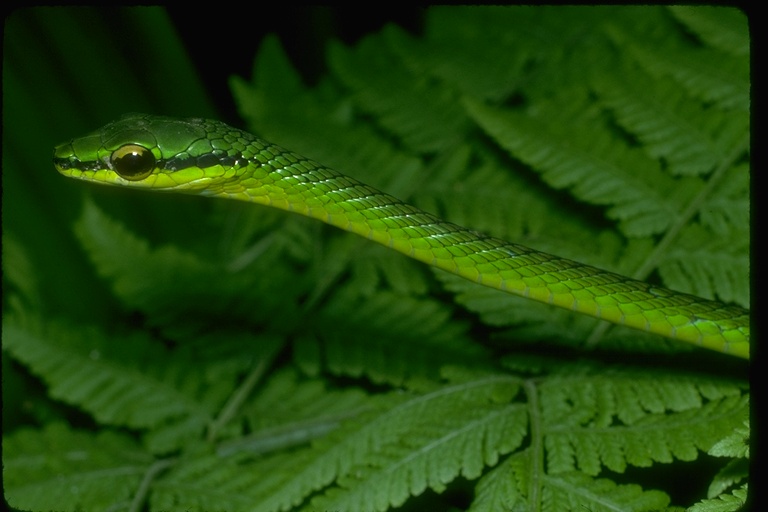 Leptophis sp.