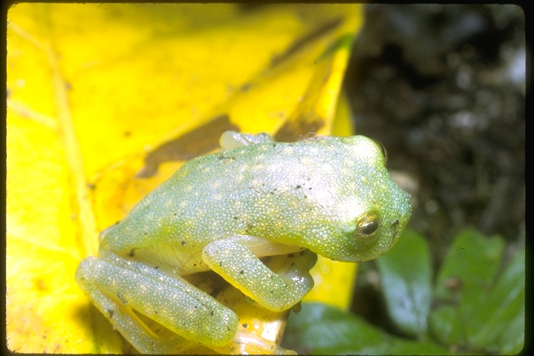 Teratohyla pulverata