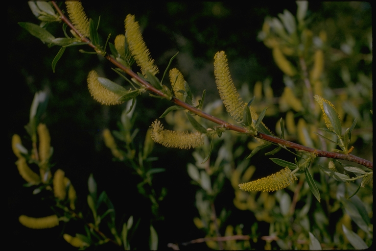 Salix sp. Salix sp.