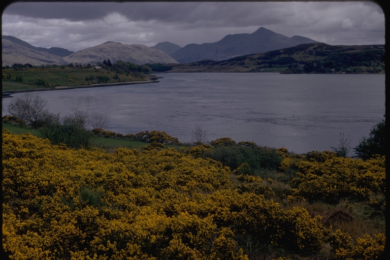 Gorse covered lake shore, Argyll, Scotland Gorse covered lake shore, Argyll, Scotland
