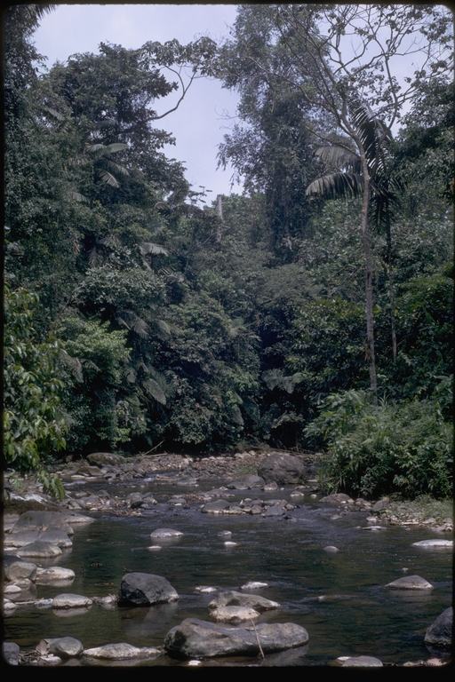 Stream in a forest, Ecuador