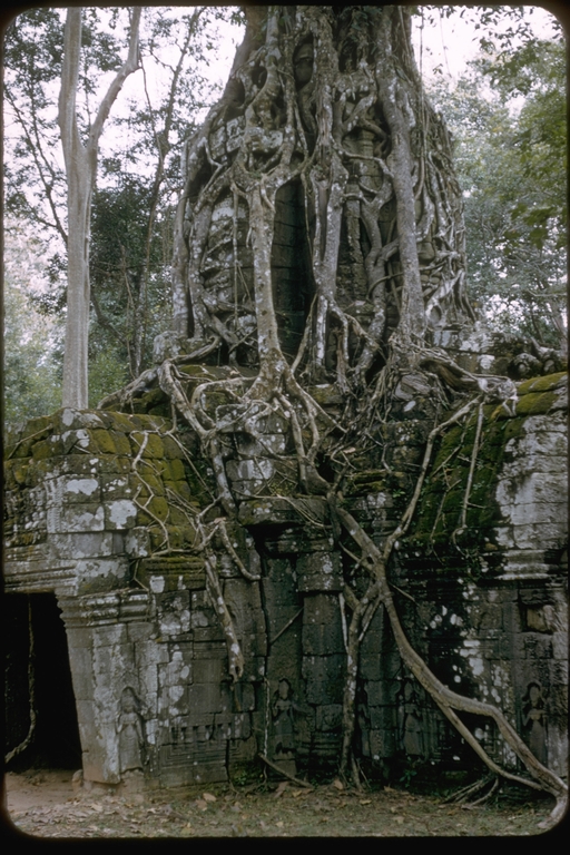 Ta Som, tree roots, Cambodia