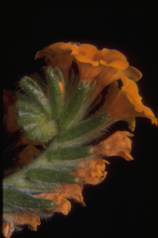 Amsinckia grandiflora