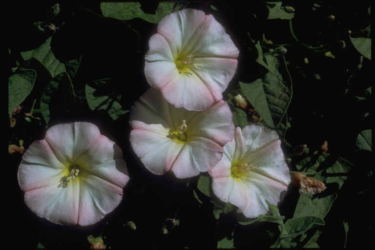 Calystegia sp. Calystegia sp.