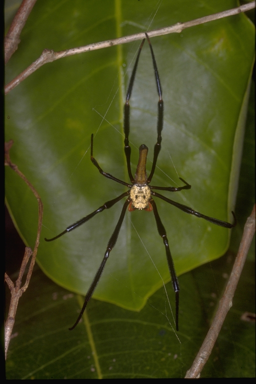 Nephila sp. Nephila sp.