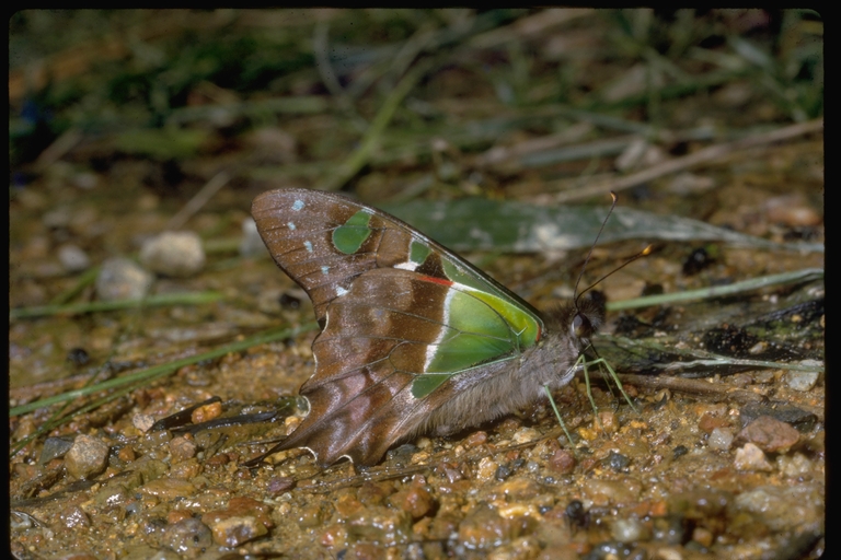 Graphium macleayanum Graphium macleayanum