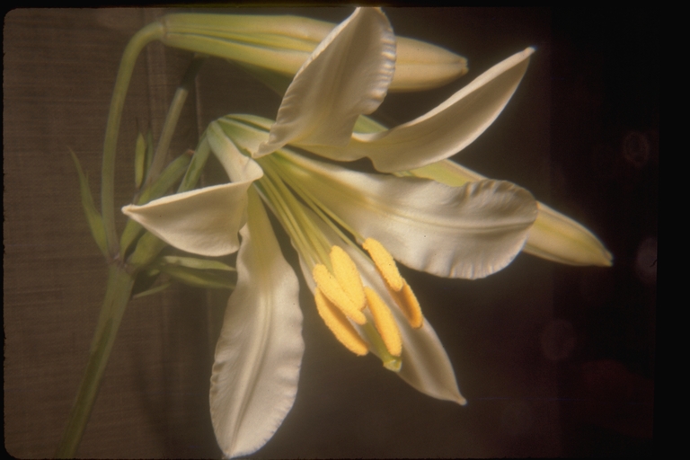 Lilium washingtonianum