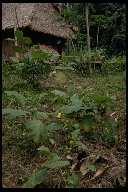 Kitchen garden, in Tamba Pota, Peru Kitchen garden, in Tamba Pota, Peru