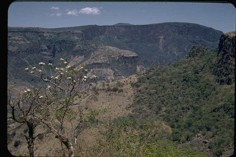 Flowering tree above Barranca