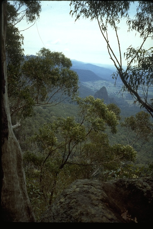 View through eucalyptus trees in Binna Burra, Australia