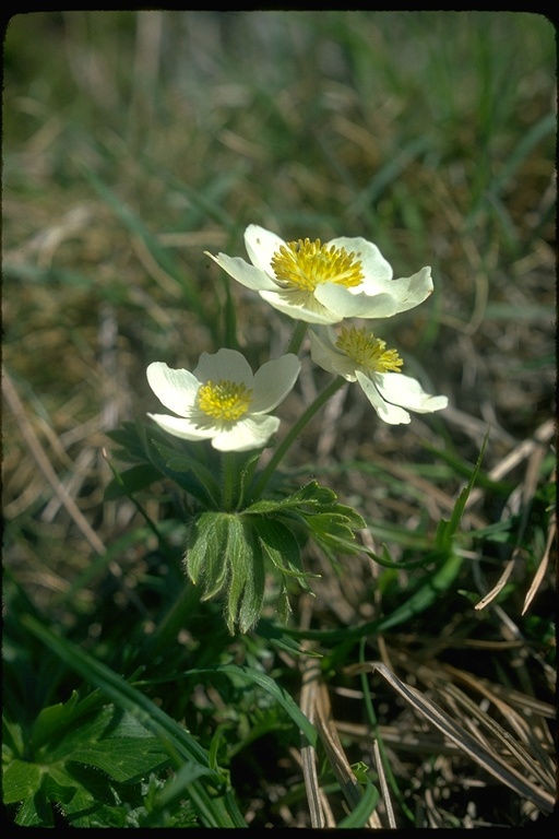 Anemone patens