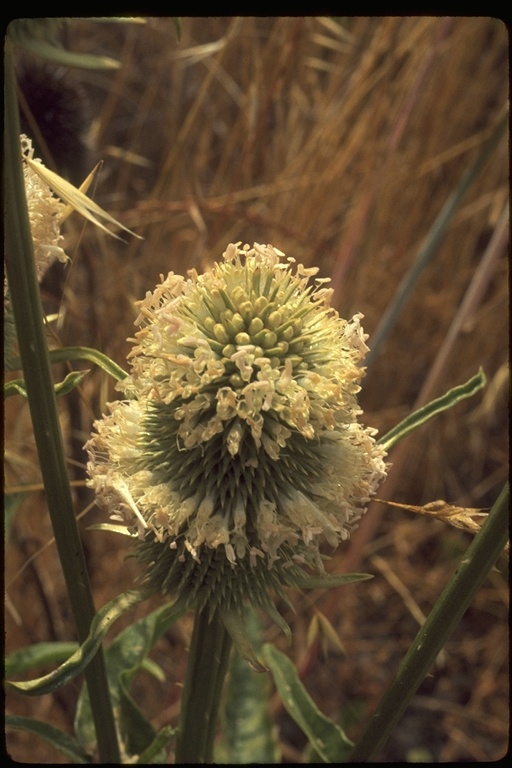 Dipsacus fullonum Dipsacus fullonum