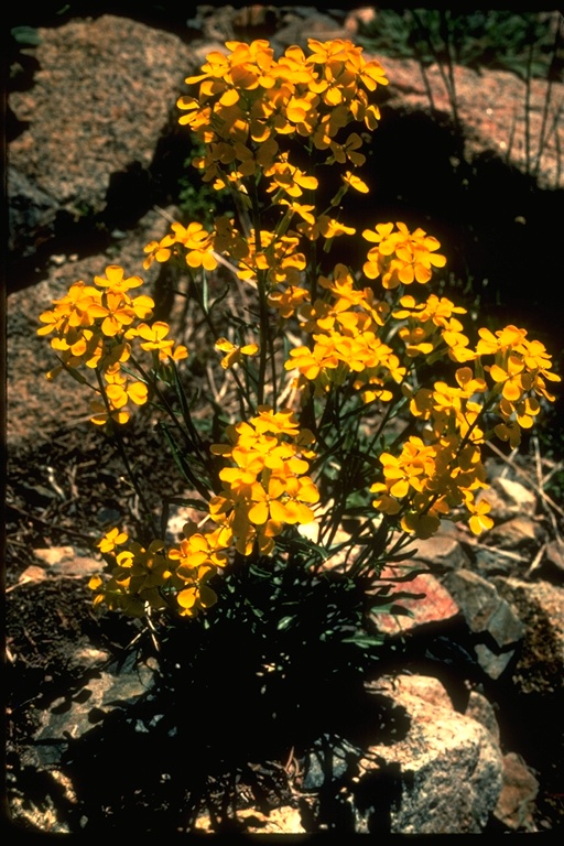 Erysimum perenne Erysimum perenne