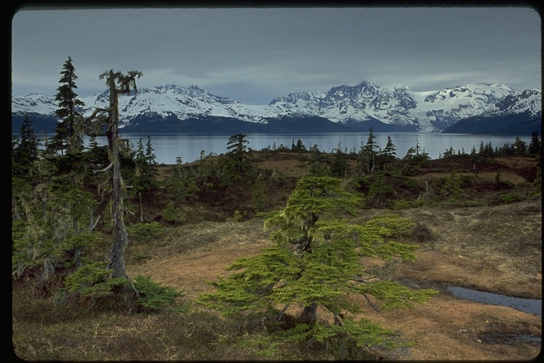 Trees and bogs on Esther Island Trees and bogs on Esther Island