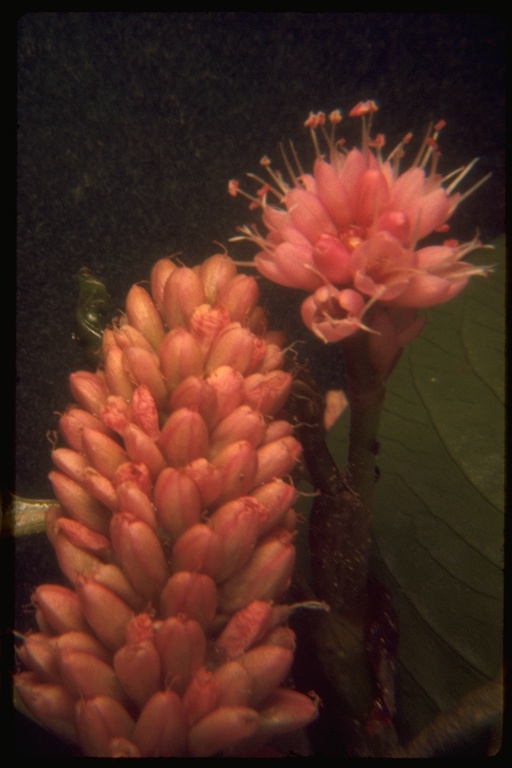 Persicaria amphibia