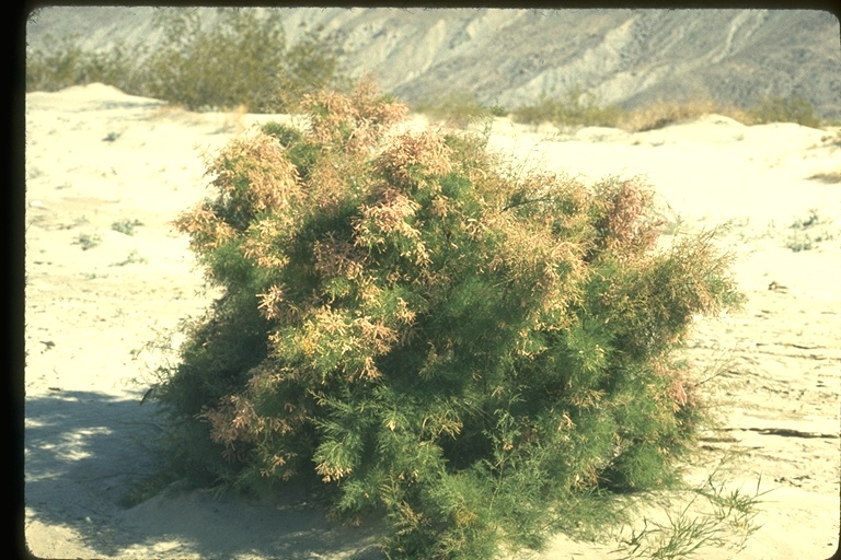 Tamarix ramosissima Tamarix ramosissima