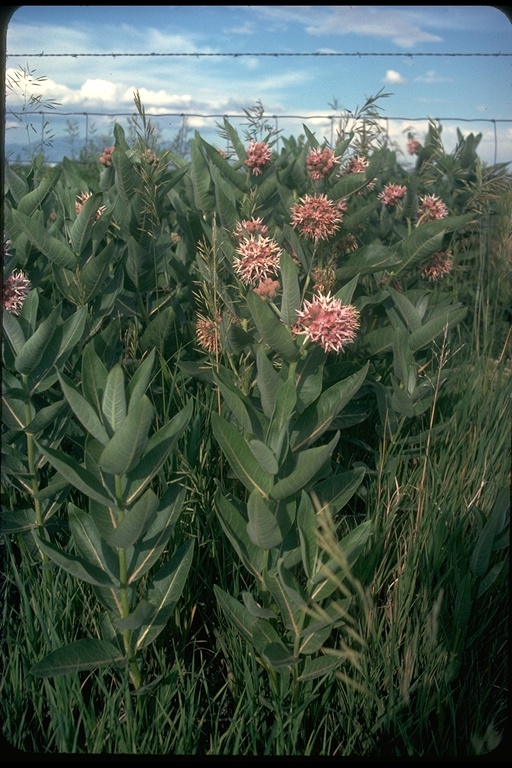 Asclepias sp. Asclepias sp.