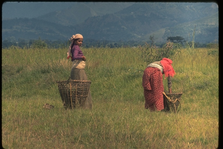 Nepalese girls raking hay Nepalese girls raking hay