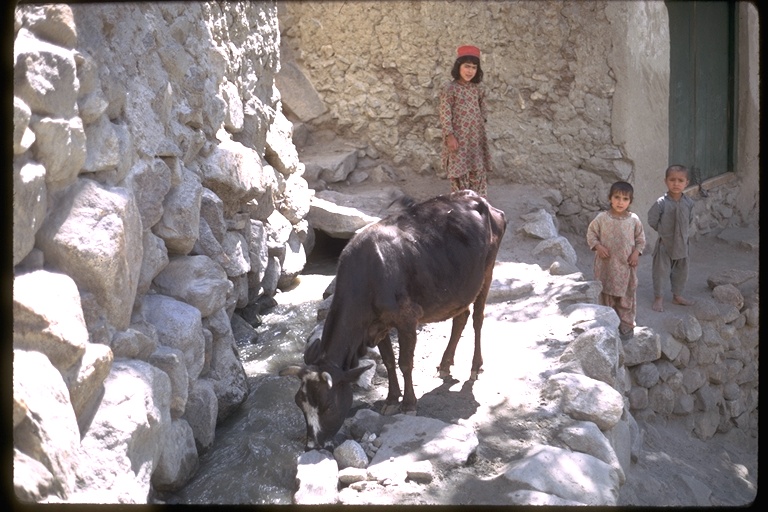 Children watching cow watering at stream fed by mountain run-off Children watching cow watering at stream fed by mountain run-off