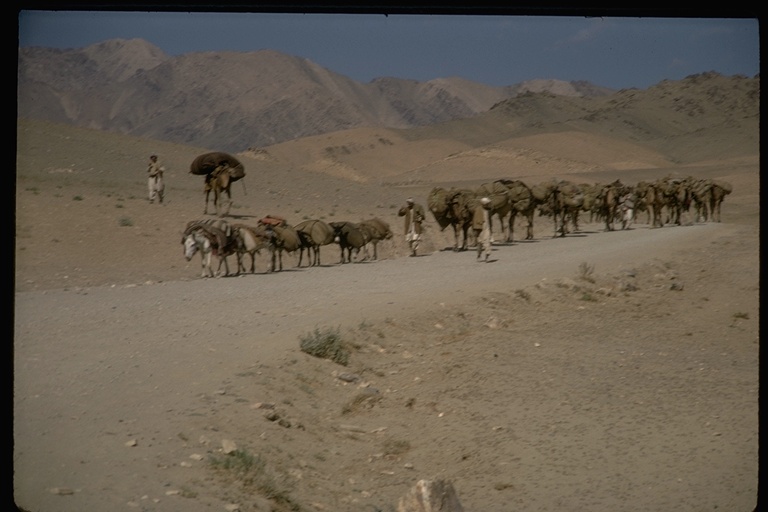 Camel train Camel train