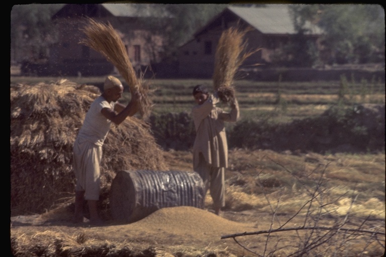 Winnowing wheat near Shalimar Winnowing wheat near Shalimar