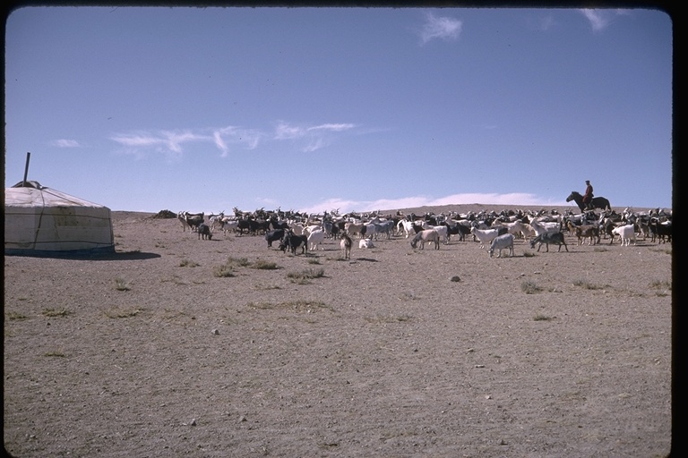 Goatherd Goatherd