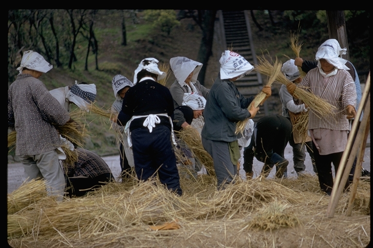 Bundling rice stalks in shimabara, Japan Bundling rice stalks in shimabara, Japan