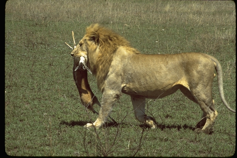 Panthera leo melanochaita Panthera leo melanochaita
