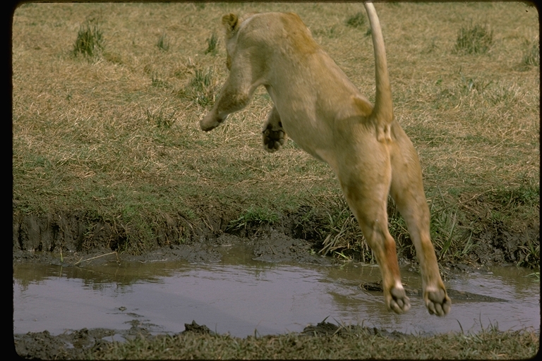 Panthera leo Panthera leo