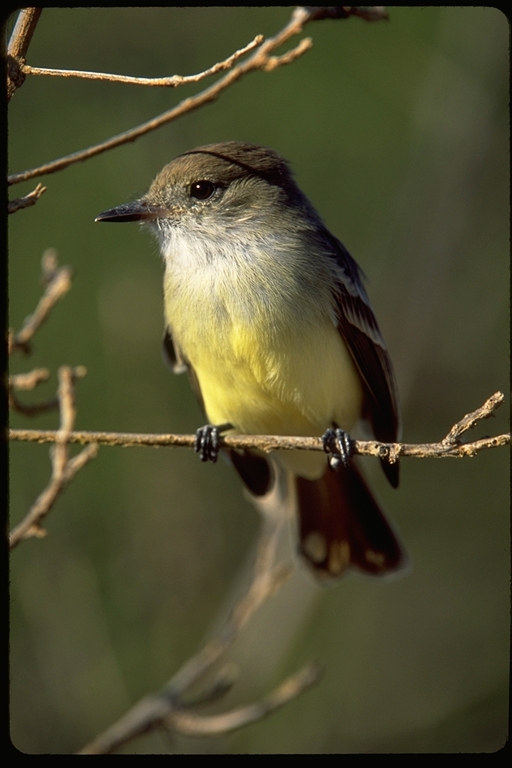 Myiarchus magnirostris