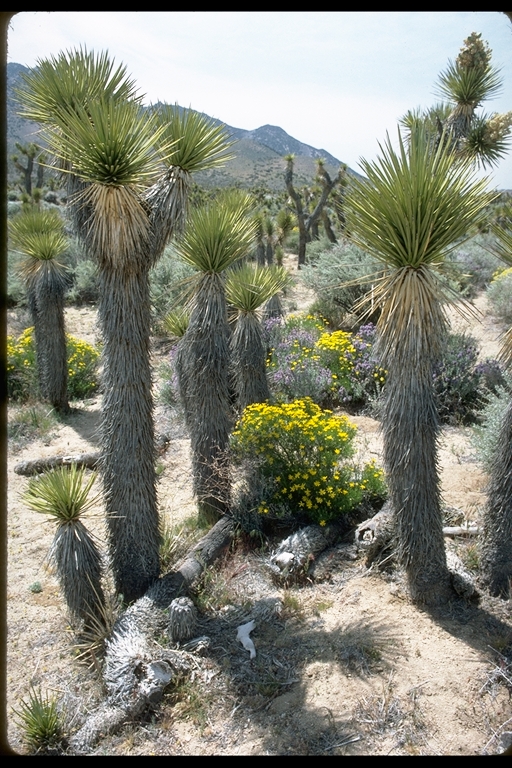 Desert Landscape Desert Landscape