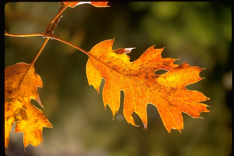 Autumn leaves Autumn leaves