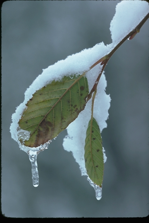 Snow on leaves Snow on leaves