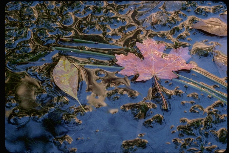 Fallen leaves Fallen leaves