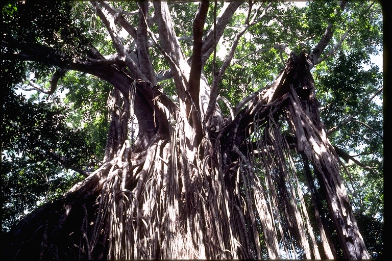 Ficus virens