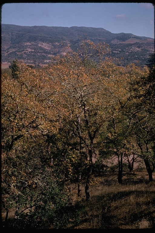 Oak woodlands Oak woodlands