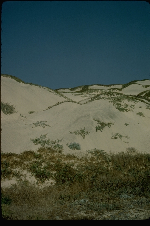 Sand dunes on San Clemente Island, California Sand dunes on San Clemente Island, California