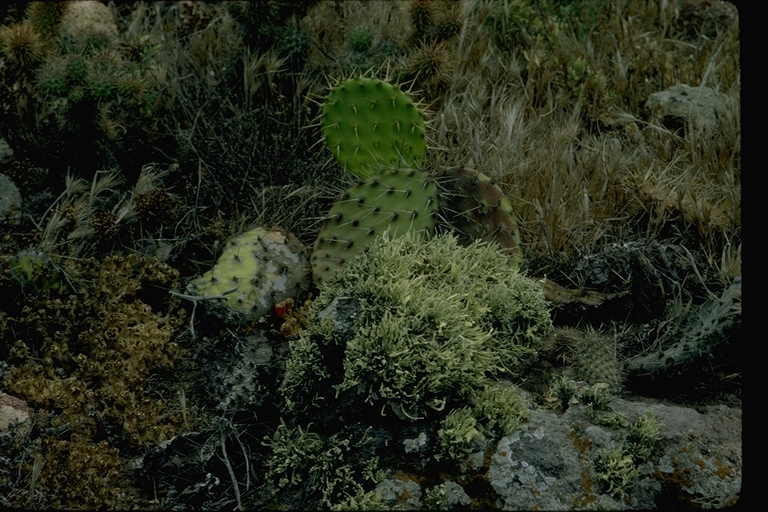 Plants growing on San Clemente Island, California Plants growing on San Clemente Island, California
