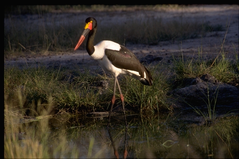 Ephippiorhynchus senegalensis