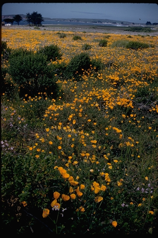 California Poppy on a headland at Half Moon Bay California Poppy on a headland at Half Moon Bay