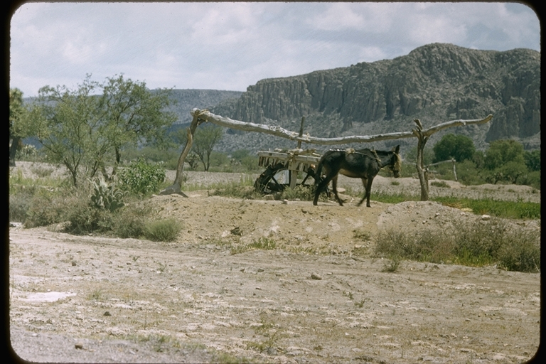Mule working at a well Mule working at a well
