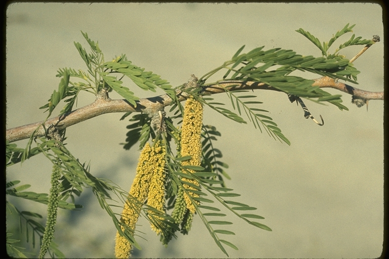 Prosopis juliflora var. glandulosa