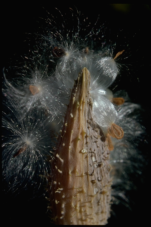 Asclepias sp. Asclepias sp.