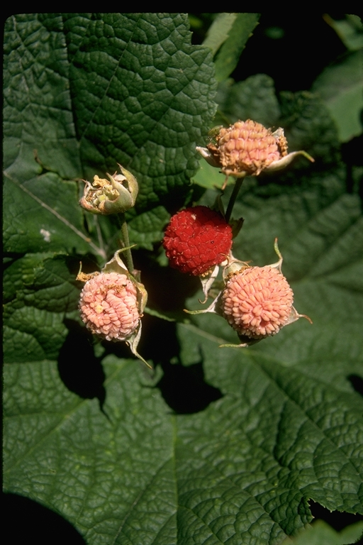 Rubus parviflorus Rubus parviflorus